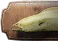 곰치 트로피