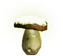 Grüner Biolumineszenzpilz