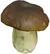 Cogumelo esporoso