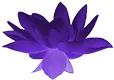 Flor de lótus púrpura