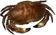 Marisco saboroso