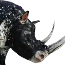Reinblütiges graues Nashorn