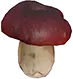 Cogumelo Amanita