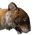 Selvagarra