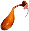 Glândula de veneno de serpente