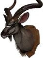 Trofeum - głowa kudu