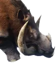 Presafera
