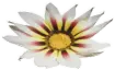 Flor-das-sombras
