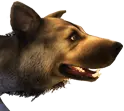 Cão-feroz