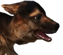Filhote de cão-feroz