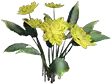 黄莲花
