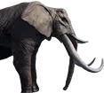 Elefante domado