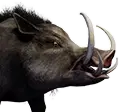 Mächtiges Wildschwein