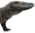 Filhote de komodo
