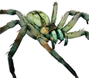 Aranha