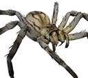Aranha