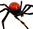 Aranha
