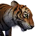 Tigre