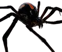 Aranha