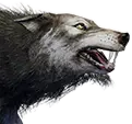 Lobo