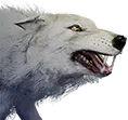 Lobo enorme