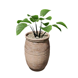 Large Alocasia Pot