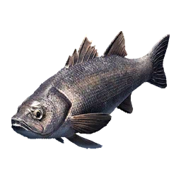Bass
