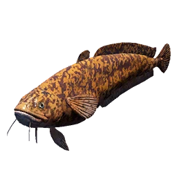 Burbot