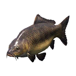 Carp