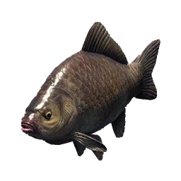 Crucian Carp