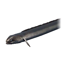Freshwater Eel