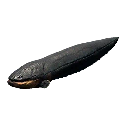 Electric Eel