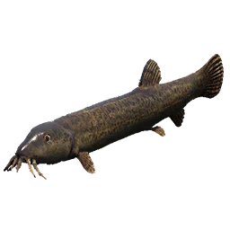 Pond Loach