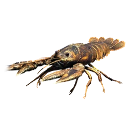 Crayfish