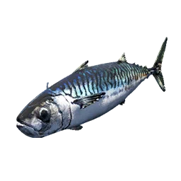 Mackerel