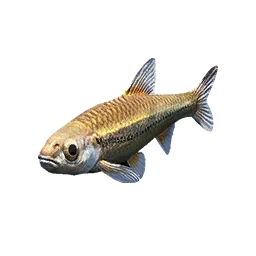 Small Minnow