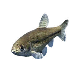 Small Gudgeon