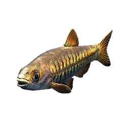 Small Rasbora