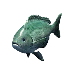 Opaleye