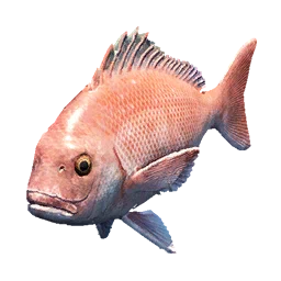Giant Red Seabream