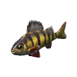 Perch