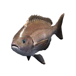 Crimson Opaleye
