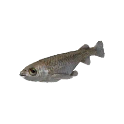 Ricefish