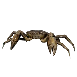 Freshwater Crab