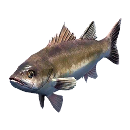 Saw-Edged Perch