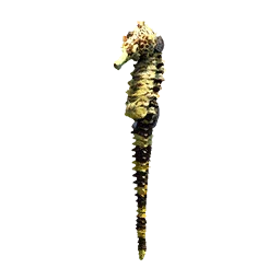 Seahorse