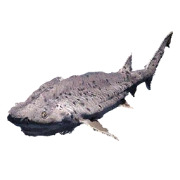 Broadnose Sevengill Shark