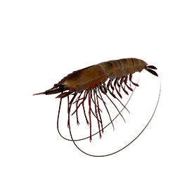 Shrimp