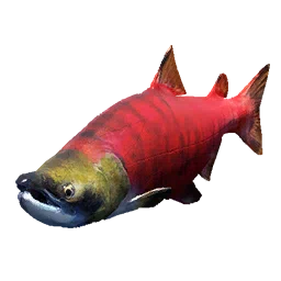 Sockeye Salmon