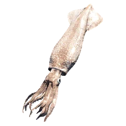 Squid
